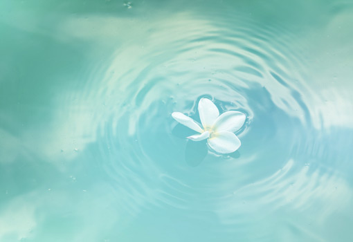 fleur sur l'eau